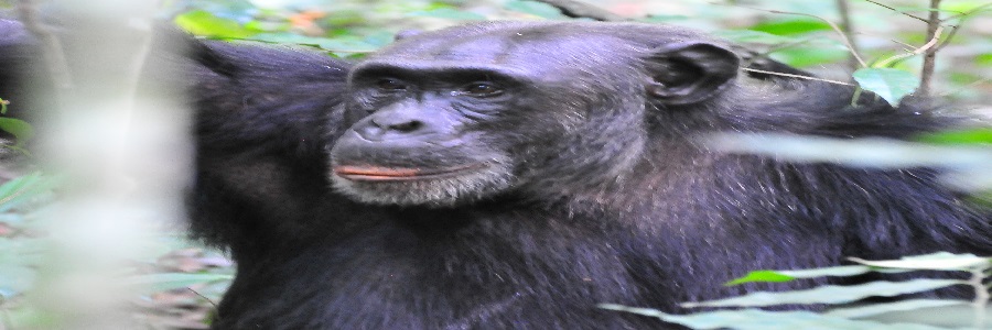 12-Days-Gorilla-Trekkings rwenzori hikking